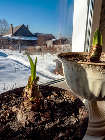 green leaves and Amaryllis buds are preparing to bloom in a pot on the windowsillの写真素材