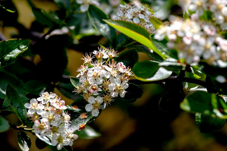 bright mountain ash flowers