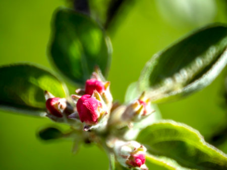 buds bloom on the branches of trees in the garden in springの写真素材