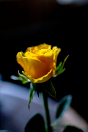 A yellow rose bud bloomsの写真素材