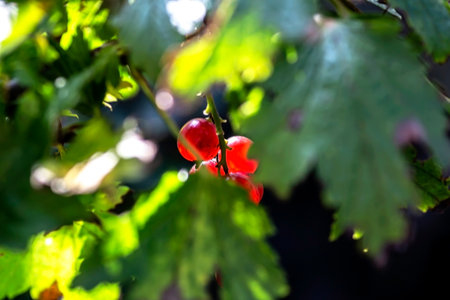 a bright ripe red currant on a branch in the garden, the berries seem to glow from the insideの写真素材