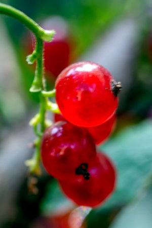 a bright ripe red currant on a branch in the garden, illuminated by the sun