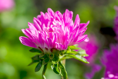 purple aster in the garden illuminated by the sunの写真素材