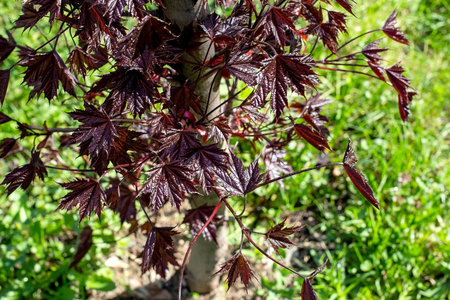 a maple with red leaves named Goldsworth Purple, an ornamental plant, looks spectacular against the...