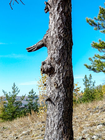 a dried-up trunk of a larch tree with stripped bark and broken branches