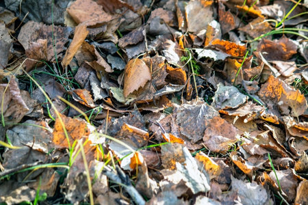 View of autumn dead leaves on the ground