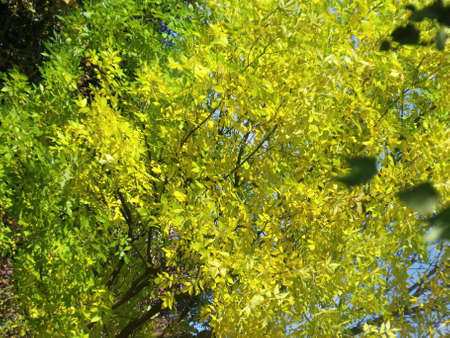 Yellow leaves on the branches of a tree in the autumn season.の写真素材