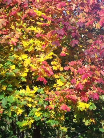 maple in autumnの写真素材