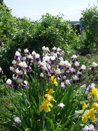 Iris flowers in the garden. Spring flowerbed with irises.の写真素材