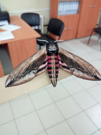 Butterfly on the table in the office.の写真素材
