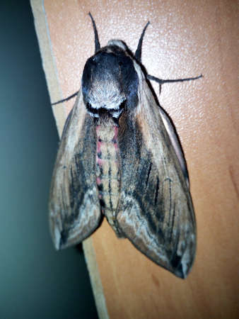 Moth of the family Bombycidae on a wallの写真素材