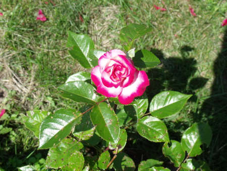 Pink rose in the garden on a sunny summer day. High quality photoの写真素材
