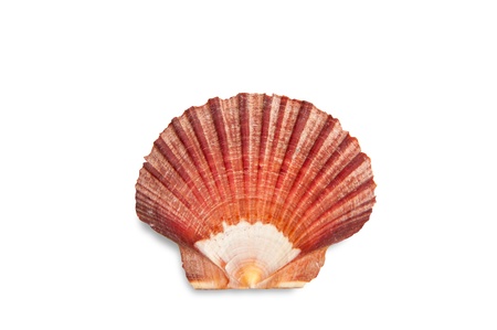 sea shell isolated on white