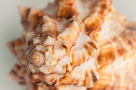 sea shell isolated on white