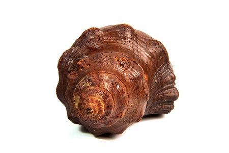 sea shell isolated on whiteの写真素材