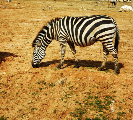 Zebraの写真素材