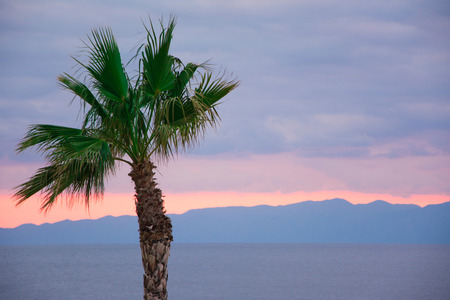 Looking at the nice orange colour sunset behind a tall palm tree.の写真素材