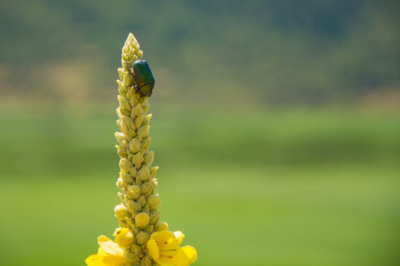 View of a green beatle in the nature.の写真素材