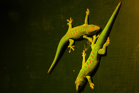 Two green lizards next to each other.の写真素材