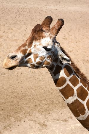 giraffe in zooの写真素材
