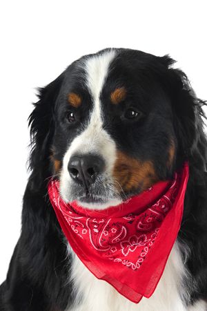 dog with red handkerchief on white backgroundの写真素材