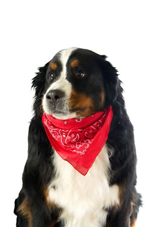 dog with red handkerchief on white backgroundの写真素材