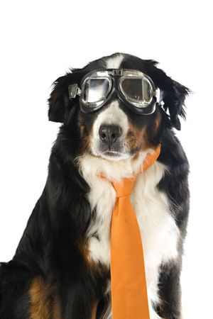 dog with orange tie and motorbike glasses isolated on white backgroundの写真素材
