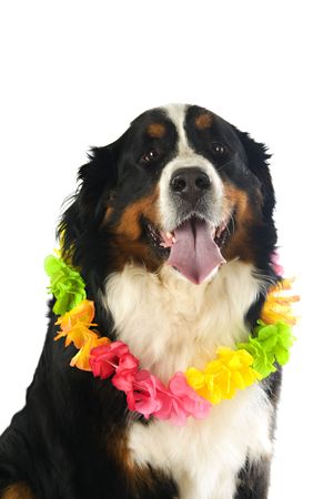 dog with red handkerchief on white backgroundの写真素材