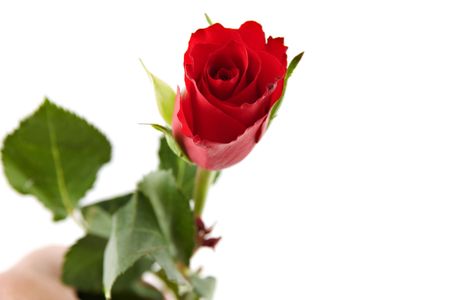 beautiful red flower isolated on white backgroundの写真素材