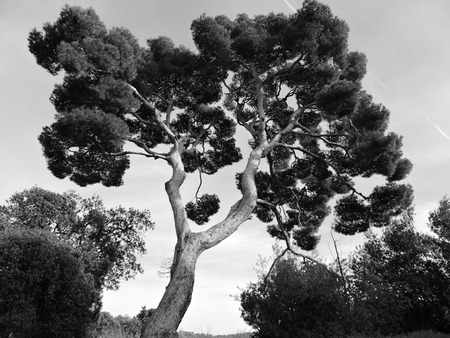 Black and white treeの写真素材