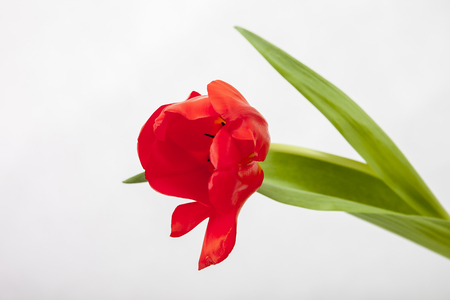 Red-yellow and red tulip on a white backgroundの写真素材