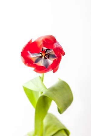 Red-yellow and red tulip on a white backgroundの写真素材