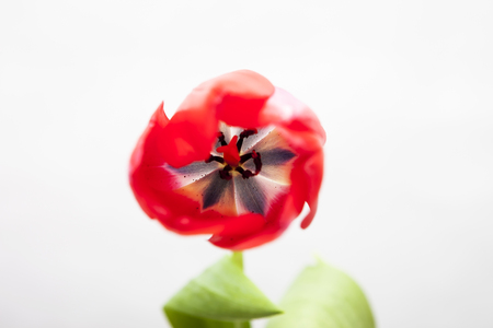 Red-yellow and red tulip on a white backgroundの写真素材