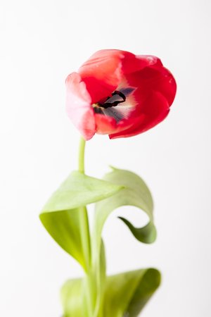 Red-yellow and red tulip on a white backgroundの写真素材