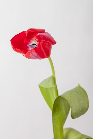 Red-yellow and red tulip on a white backgroundの写真素材