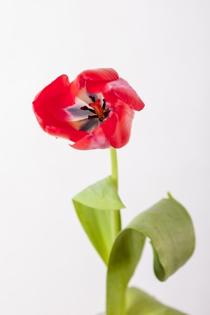 Red-yellow and red tulip on a white backgroundの写真素材