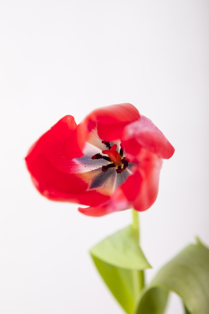 Red-yellow and red tulip on a white backgroundの写真素材