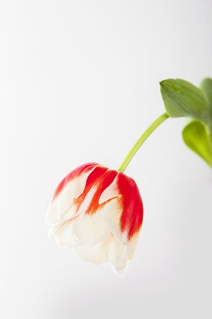 Red-yellow and red tulip on a white backgroundの写真素材