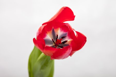 Red-yellow and red tulip on a white backgroundの写真素材