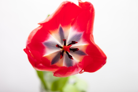Red-yellow and red tulip on a white backgroundの写真素材