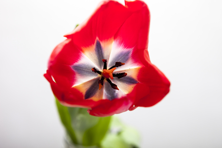 Red-yellow and red tulip on a white backgroundの写真素材