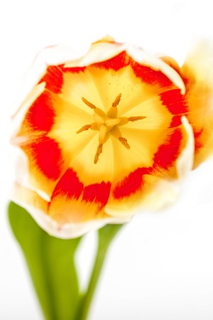 Red-yellow and red tulip on a white backgroundの写真素材