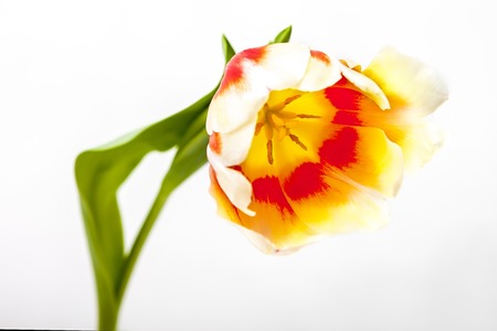Red-yellow and red tulip on a white backgroundの写真素材