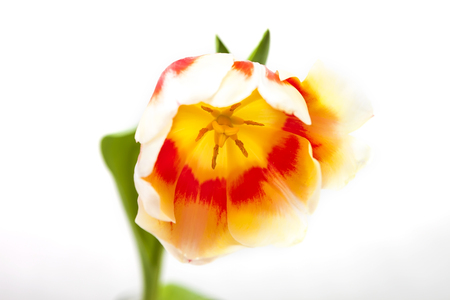 Red-yellow and red tulip on a white backgroundの写真素材
