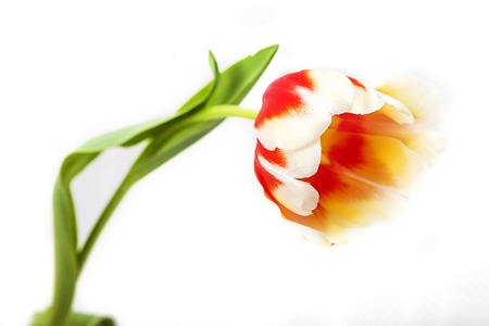 Red-yellow and red tulip on a white backgroundの写真素材