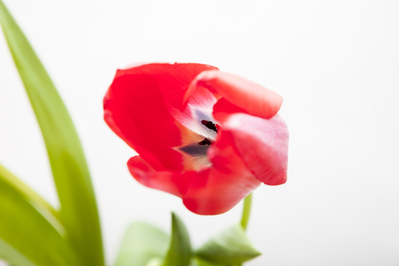 Red-yellow and red tulip on a white backgroundの写真素材