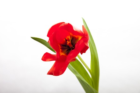 Red-yellow and red tulip on a white backgroundの写真素材