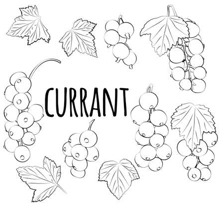 Currant berry vector icons. Eps 10. Currant set isolated on white background. vector graphicsのイラスト素材