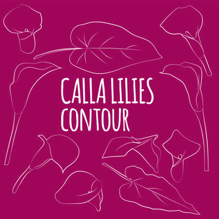 Set of calla lillies, leaves and flowers, linear, outline only, no fill.のイラスト素材