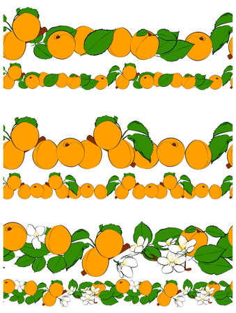Set of apricots line. seamless borders. vector graphics.のイラスト素材